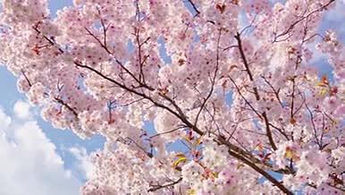 实拍仰拍唯美粉色樱花升格视频的预览图